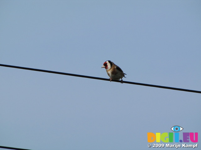 SX05894 Goldfinch on wire (Carduelis carduelis)